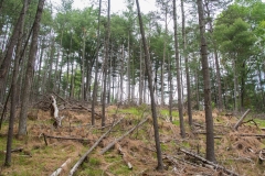 Forestry Mulching & Land Clearing - Petersburg, PA