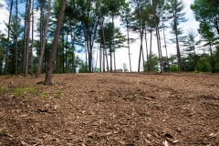 Forestry Mulching & Land Clearing - Petersburg, PA