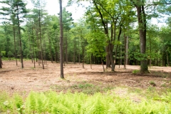 Forestry Mulching & Land Clearing - Petersburg, PA