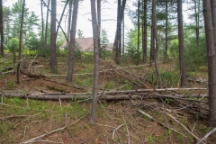 Forestry Mulching & Land Clearing - Petersburg, PA