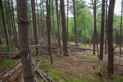 Forestry Mulching & Land Clearing - Petersburg, PA