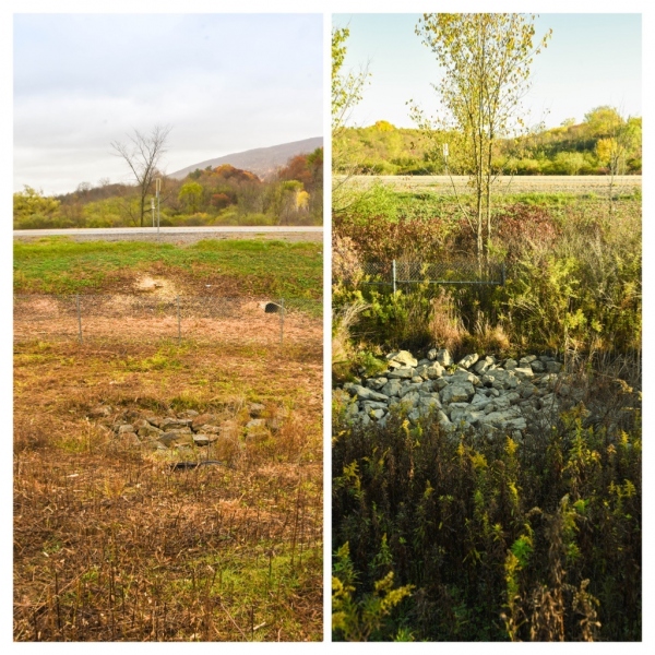 Forestry Mulching & Land Clearing - Pine Croft PA