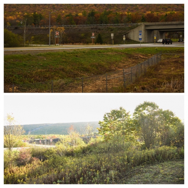 Forestry Mulching & Land Clearing - Pine Croft PA