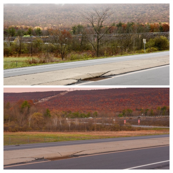 Forestry Mulching & Land Clearing - Pine Croft PA