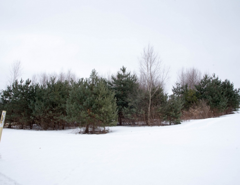 Forestry Mulching & Land Clearing - Portage, PA