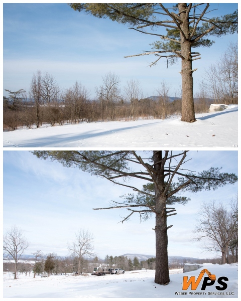 Forestry Mulching - State College, PA