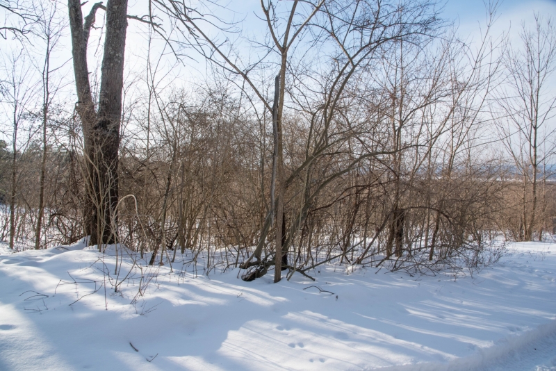 Forestry Mulching - State College, PA