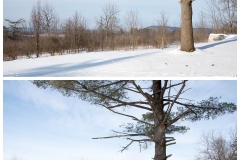 Forestry Mulching - State College, PA