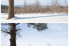 Forestry Mulching - State College, PA