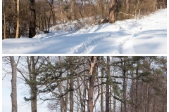 Forestry Mulching - State College, PA