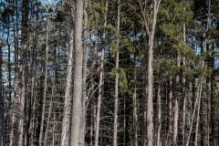 Forestry Mulching - State College, PA