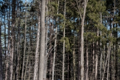 Forestry Mulching - State College, PA