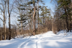 Forestry Mulching - State College, PA